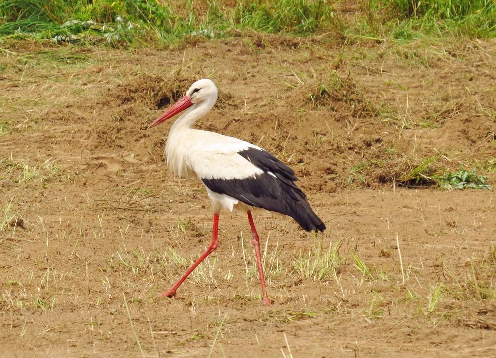 Photograph by Елена