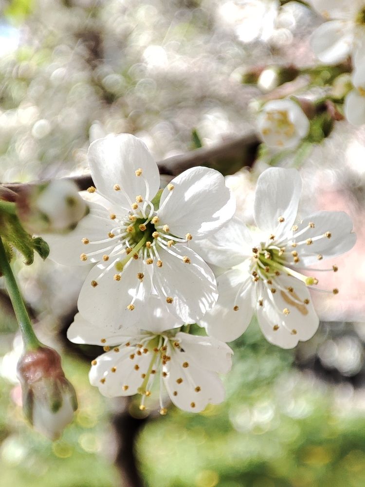 Photograph by DARIA DEMINA