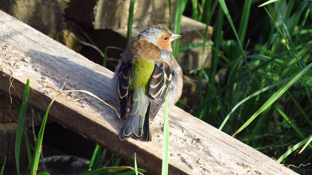 Photograph by Елена