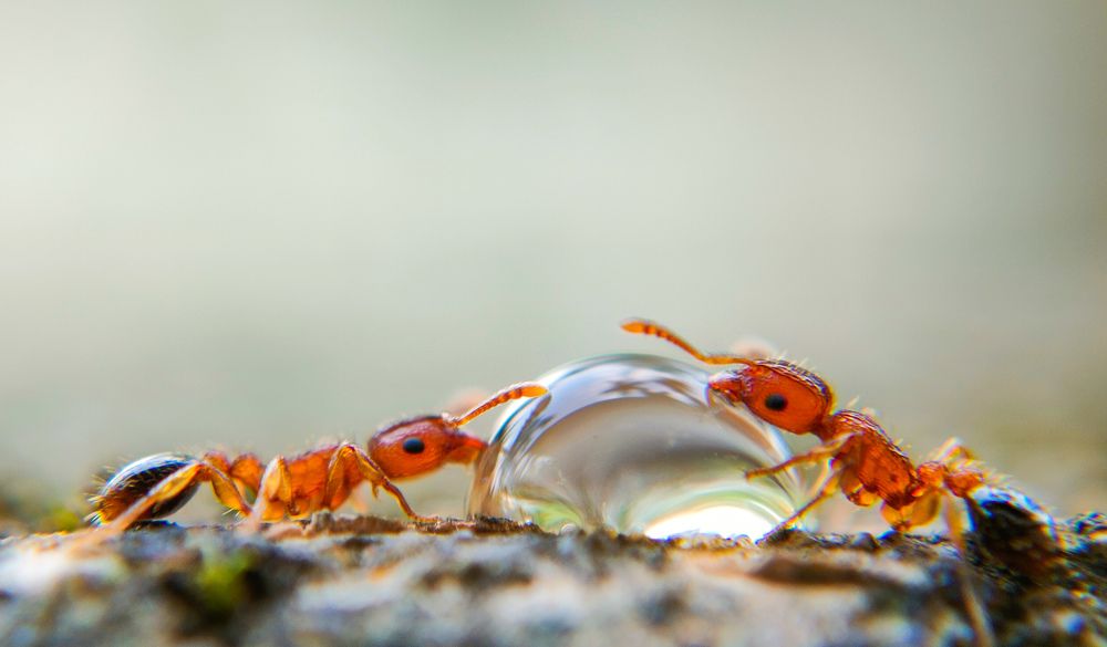 Photograph by Ajeesh A