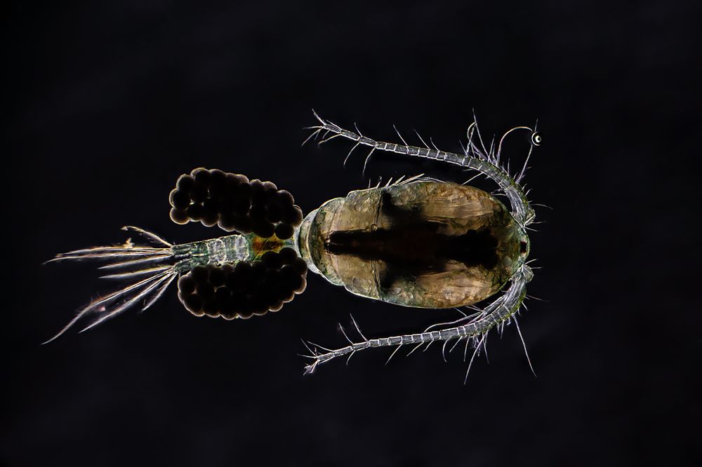 Copepod