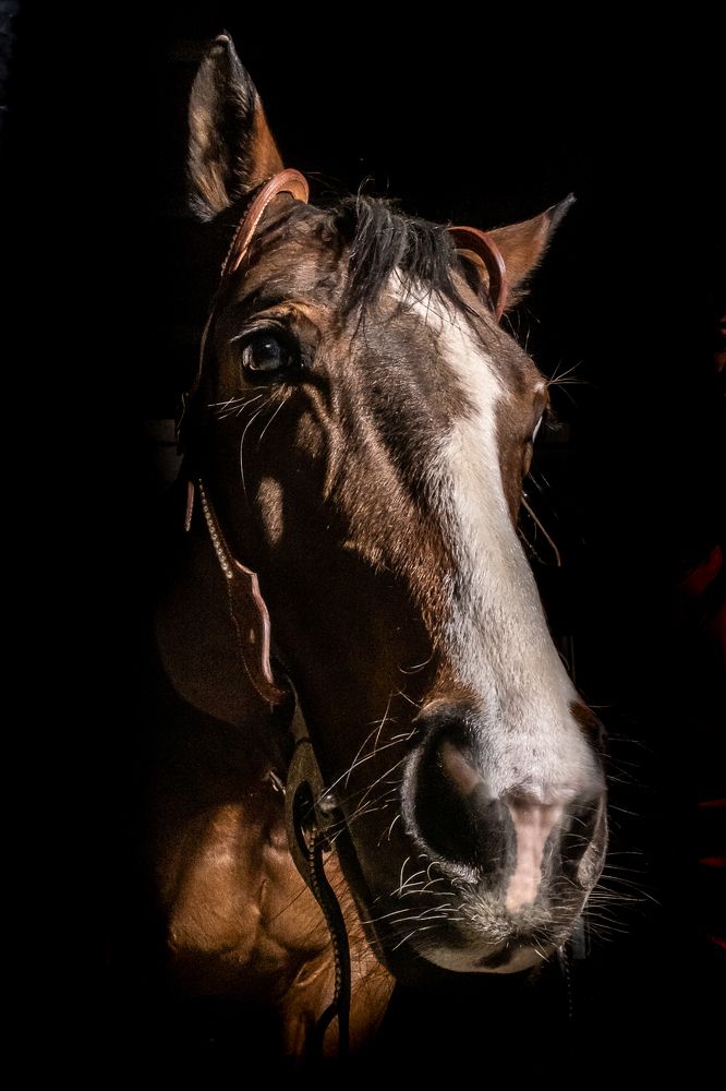 Photograph by Luca Gandin