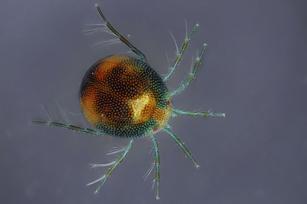 Hydrachnidia