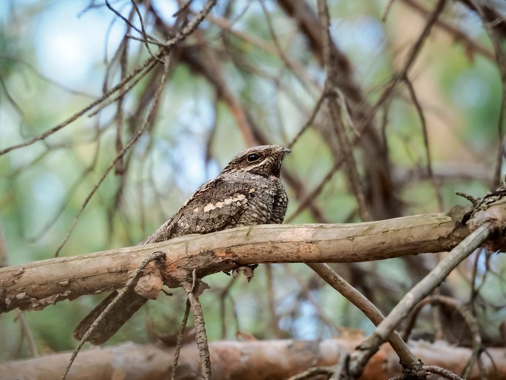Photograph by Светлана Шибаршина