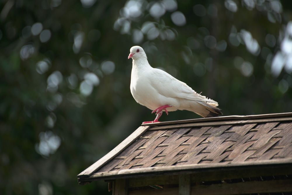 White dove