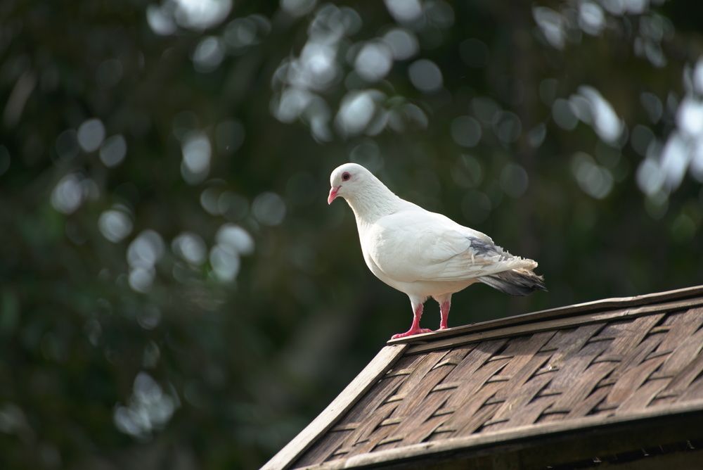 Photograph by Rivaldi