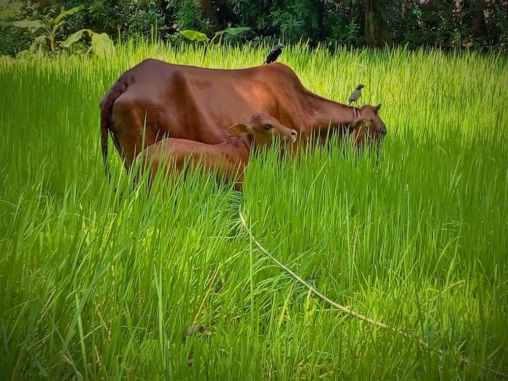 Photograph by SUMAN MALAKAR