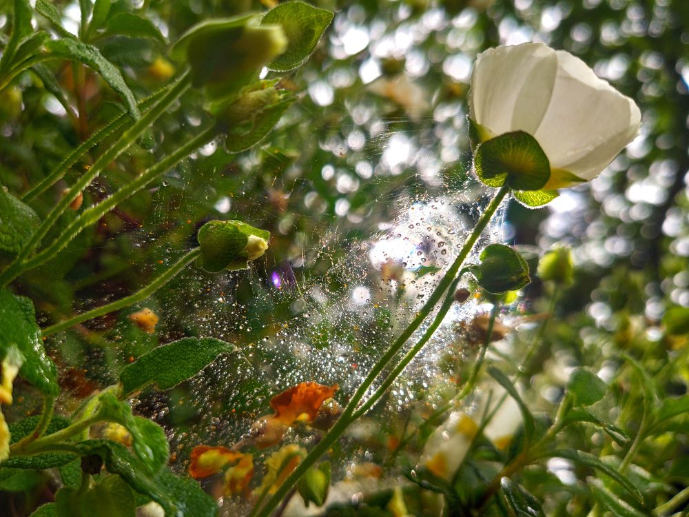 After the rain