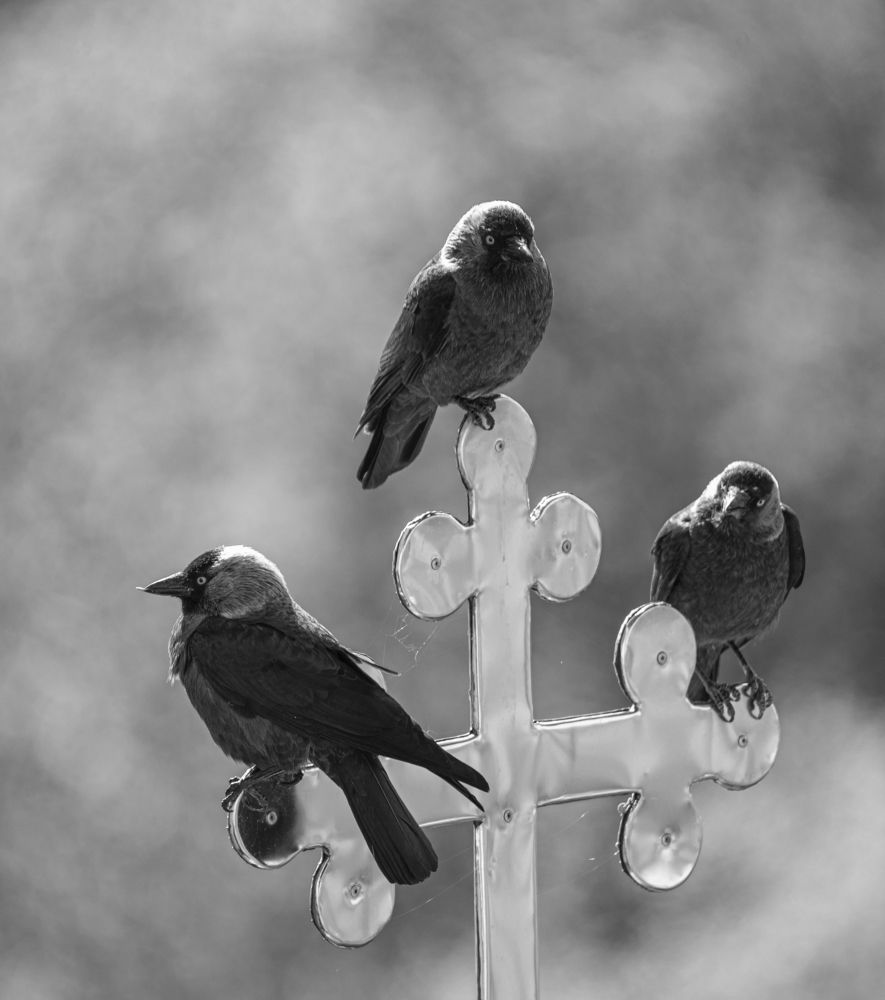 Photograph by наталья залогина