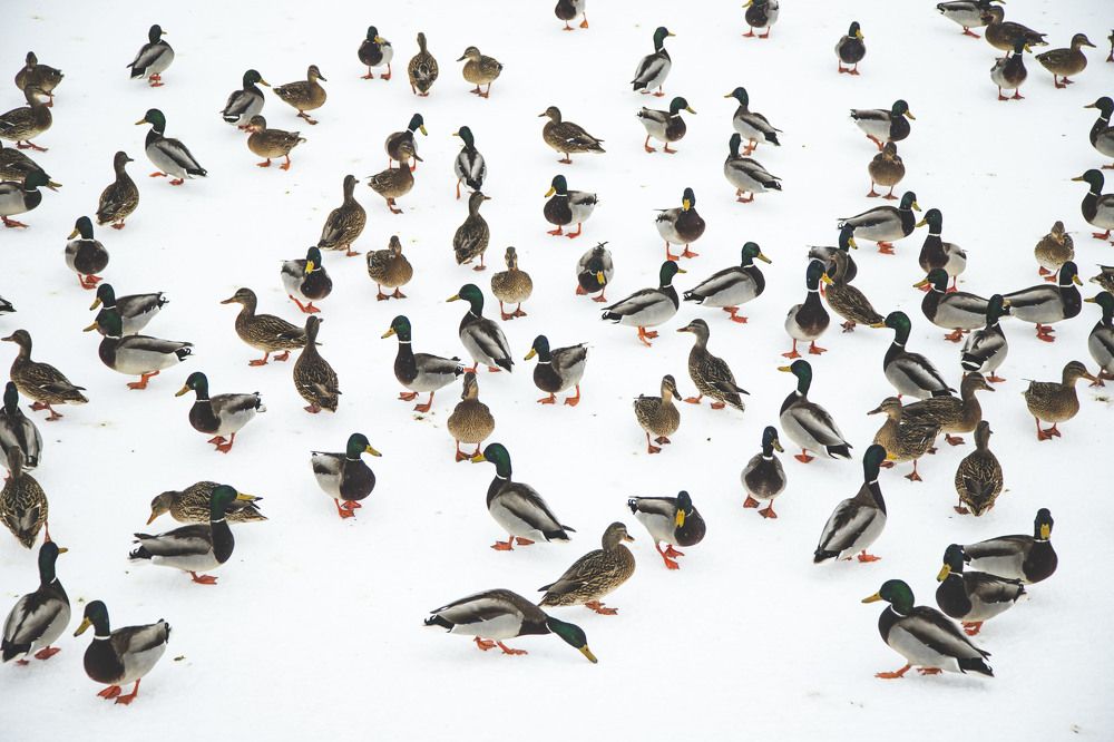 Photograph by Вероника Воронина