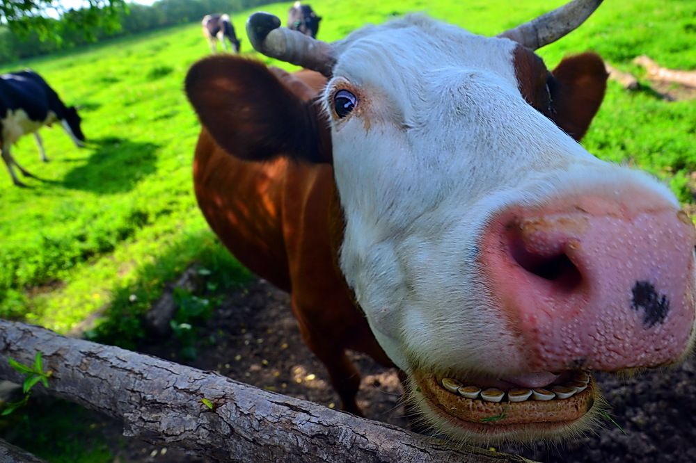 Photograph by Дмитрий Волков