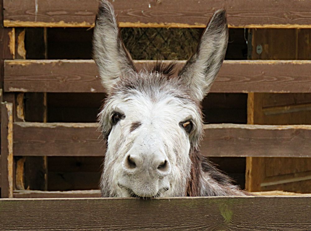 Photograph by Галина Пименова