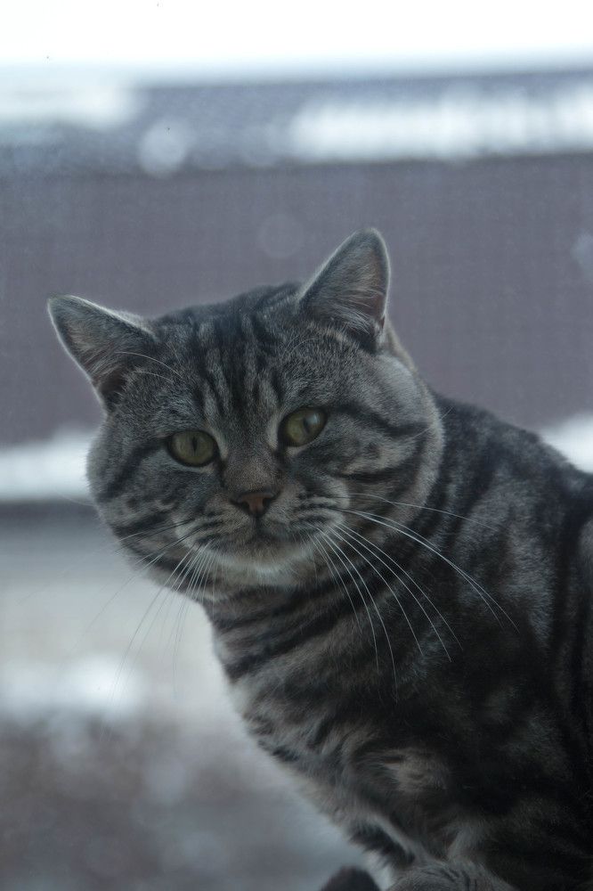 Тук-тук в окно - кошку на пару мяв позови!