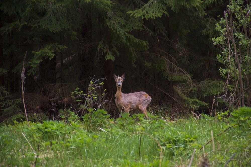 Photograph by Анна-Лаймуте Милошевич