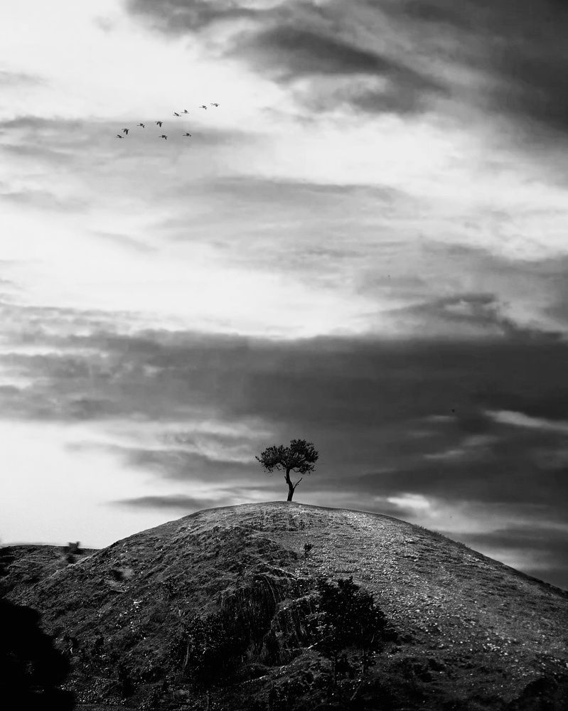 Minimal tree.