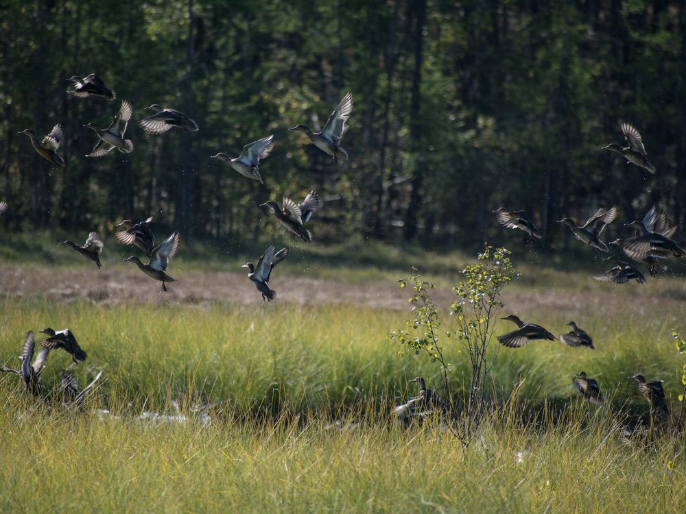 Полный переполох - диких уток