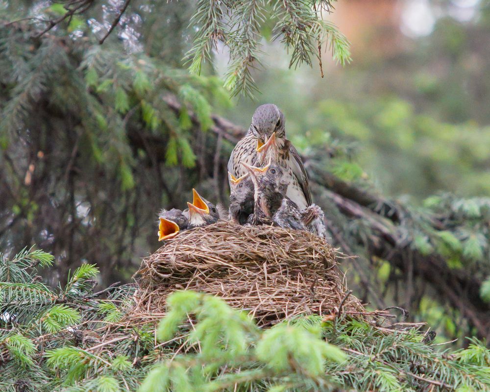 Photograph by Рыбаков Руслан
