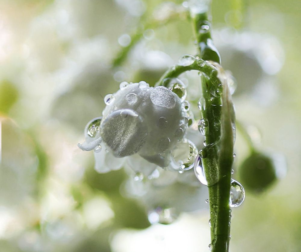 Photograph by ILONA KILA