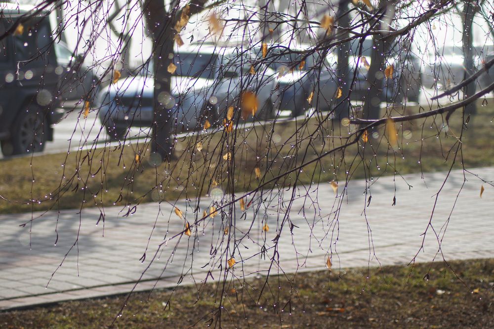 капли дождя на ветках