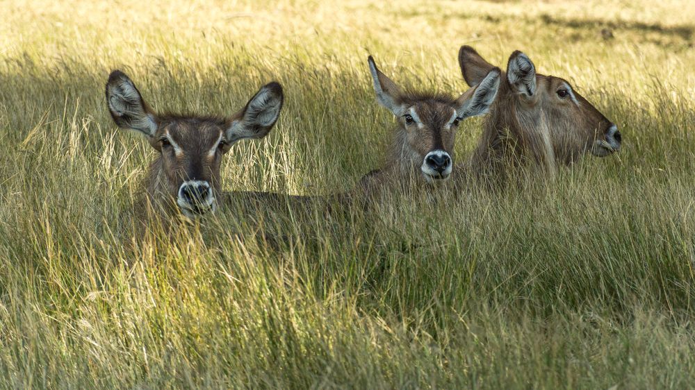 Photograph by Наталья Кокорина