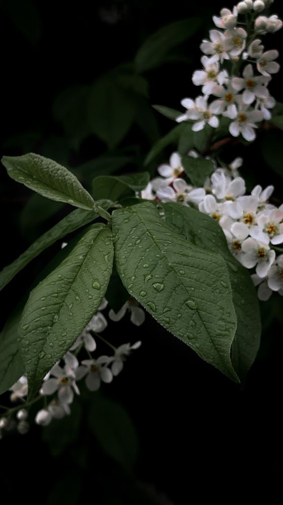 Photograph by Алина Сулейманова