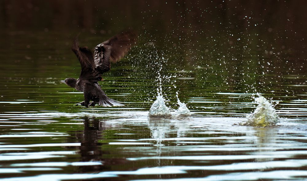 Photograph by  I Made Arya Dwita Dedok