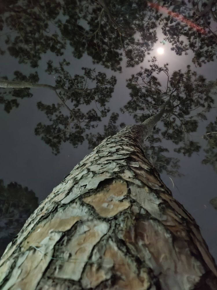 Фотография автора Soya