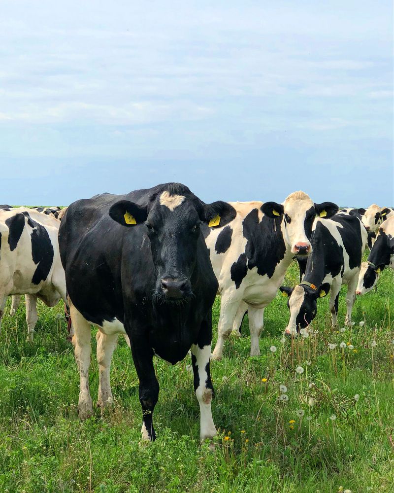 Photograph by Лариса Акинчиц