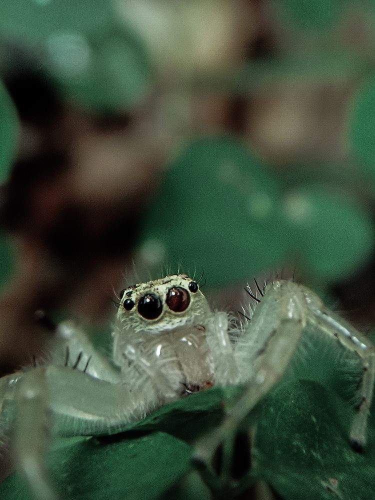 MACRO PHOTOGRAPHY