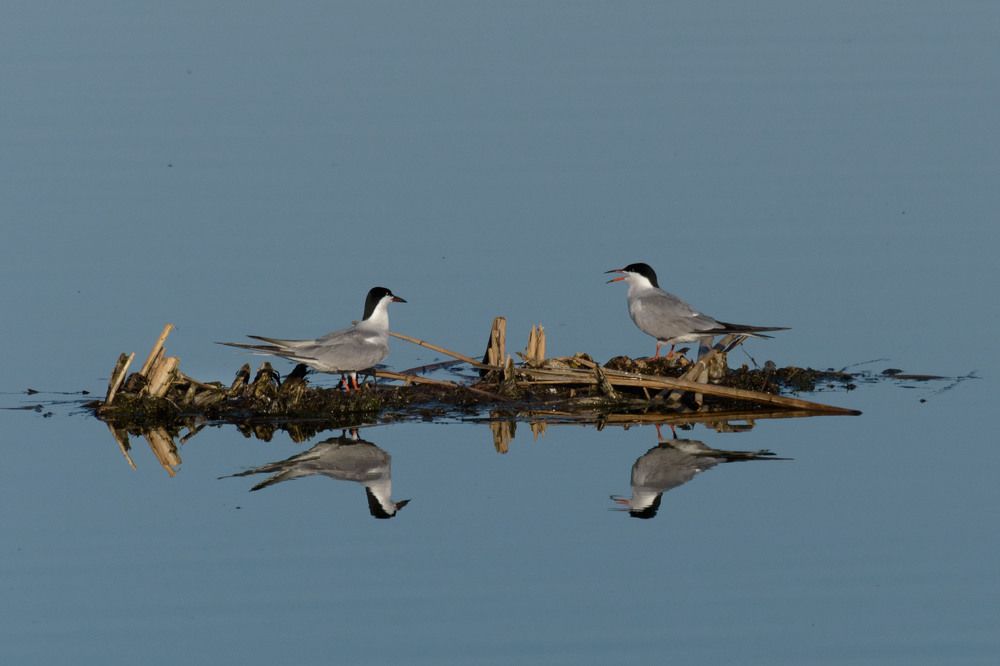 Photograph by Светлана Артюшина