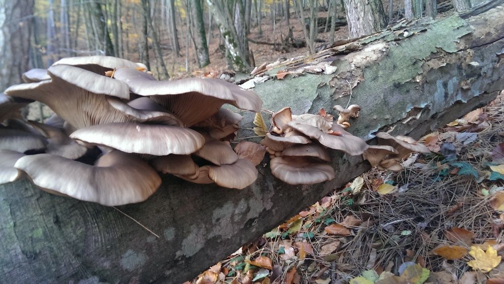 Photo #7607104
