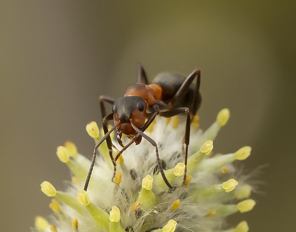Photograph by Борис Саватюгин