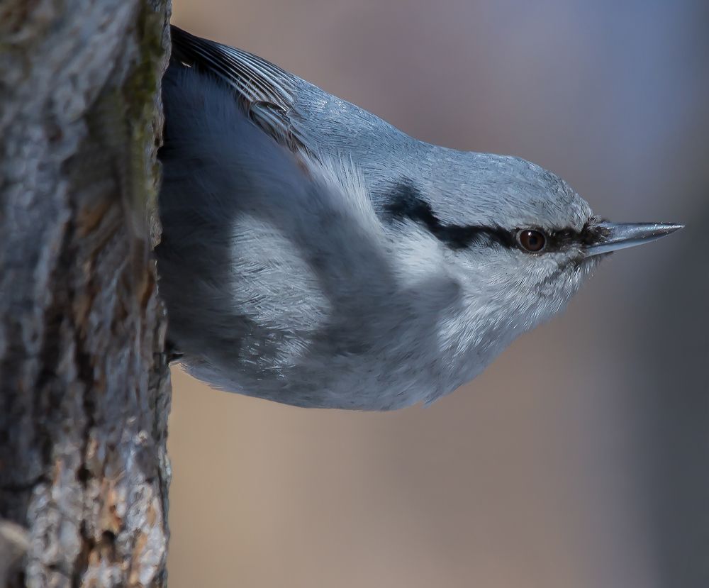 Фотография автора Andrey Pristyazhnyuk
