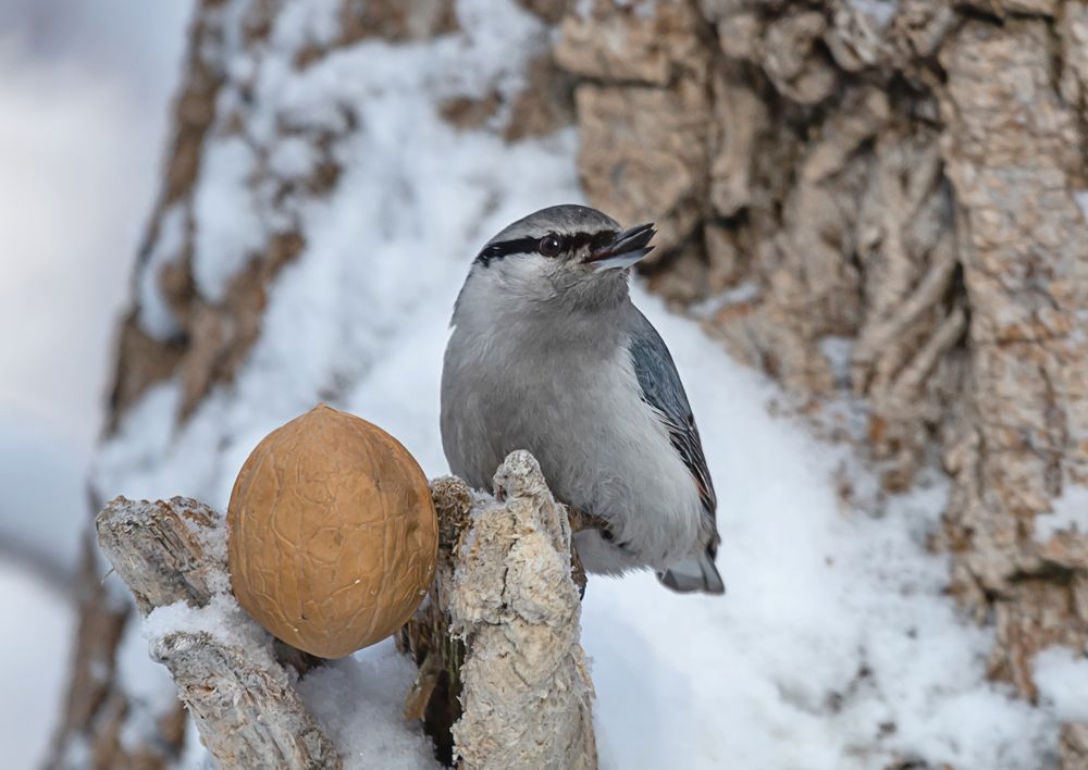 Фотография автора Andrey Pristyazhnyuk