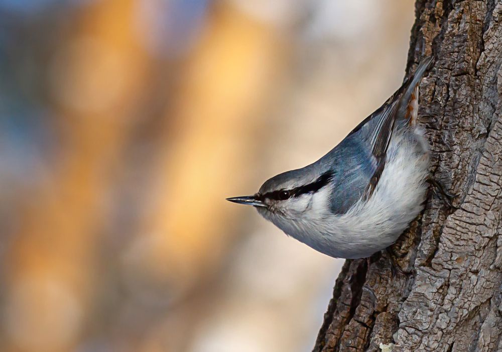 Фотография автора Andrey Pristyazhnyuk