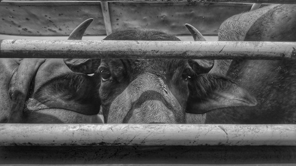 Photograph by Colmenarez nileydi