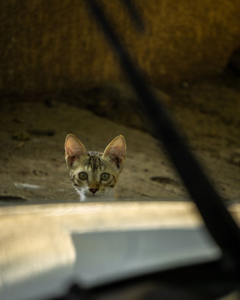 Фотография автора Pranjal Paliwal