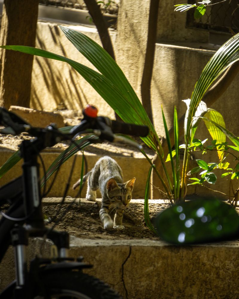 Фотография автора Pranjal Paliwal