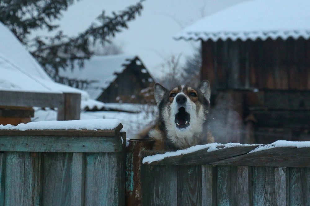 Photograph by Алексей Оборин