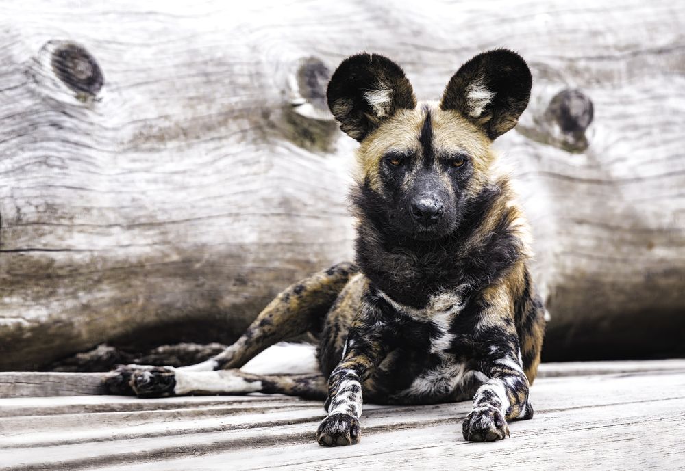 African wild dog