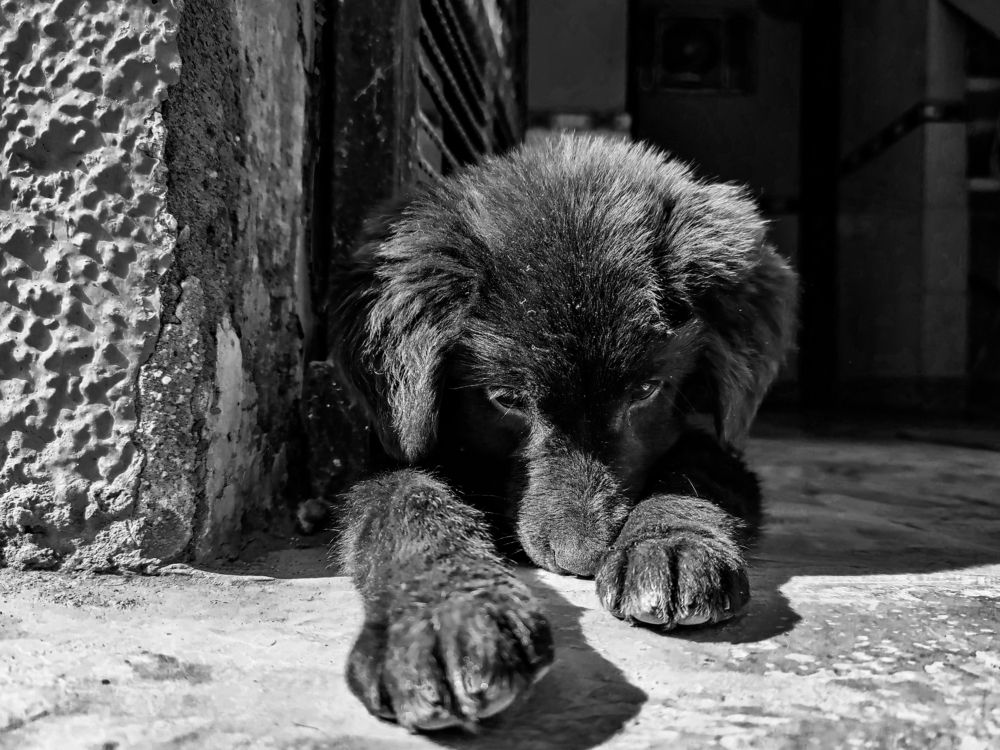 Фотография автора Anuj Medhavi