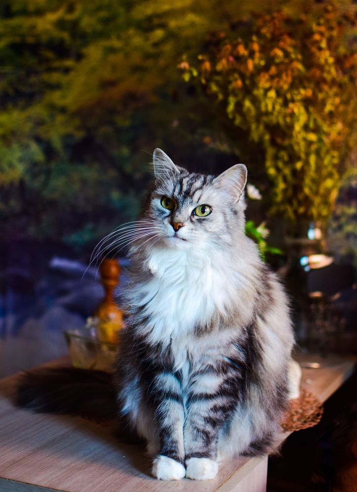 Фотография автора Альбина Хвастунова