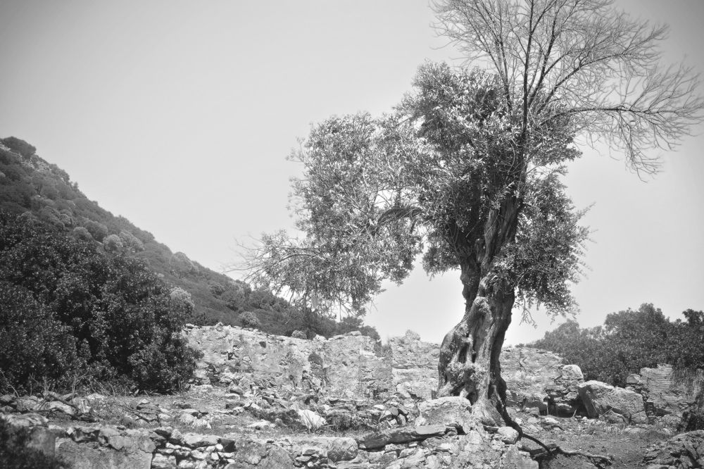 Фотография автора Анна Петина