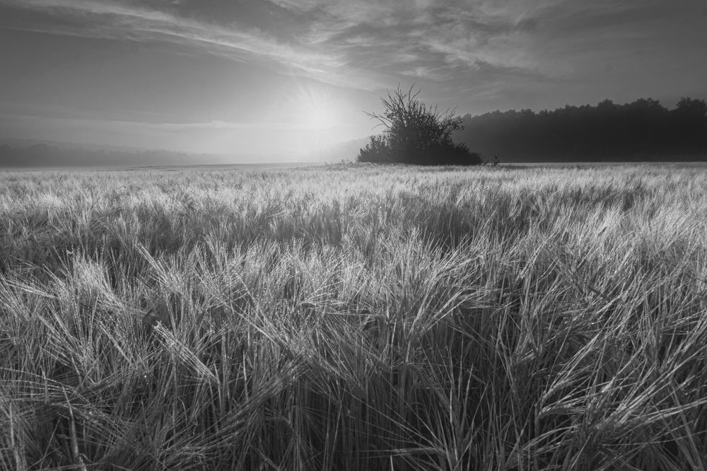 Рассвет на поле  в дымке