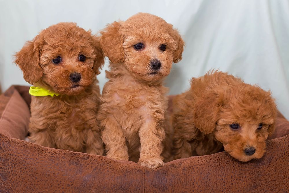 Photograph by Ирина Решетникова