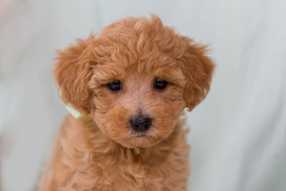 Photograph by Ирина Решетникова