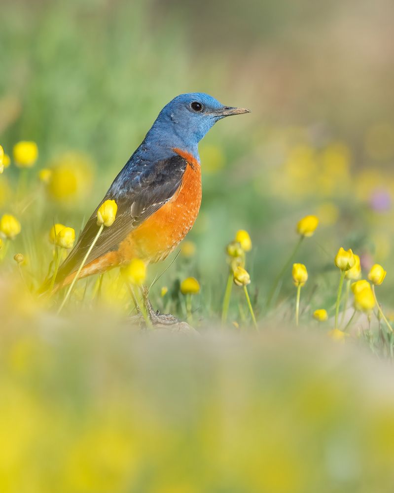 Photograph by sajjad saadat