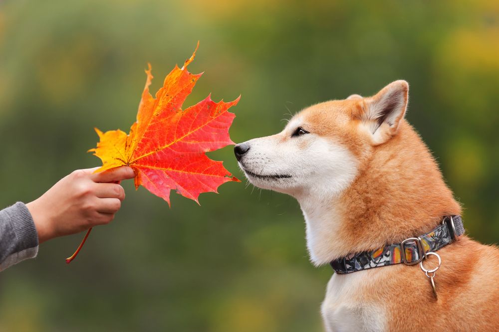 Photograph by Ирина Недикова