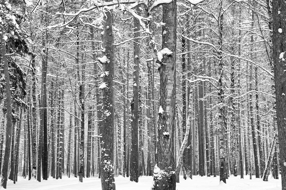 Photograph by Балакин Евгений