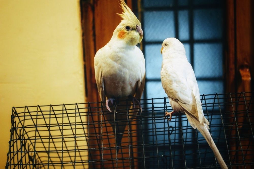 Photograph by Chandrakala Srivastava